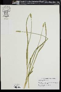 Carex laevivaginata image