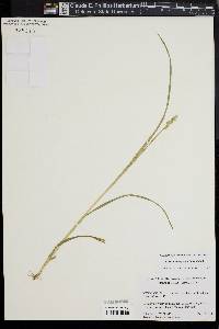 Carex laevivaginata image