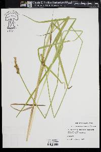 Carex laevivaginata image