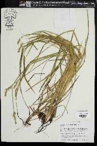 Carex laevivaginata image