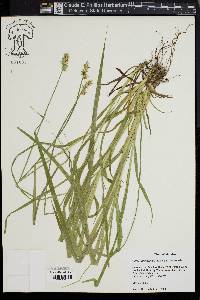 Carex laevivaginata image