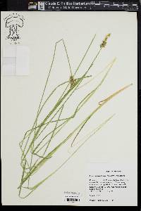 Carex laevivaginata image