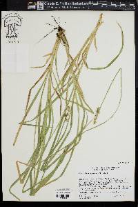 Carex laevivaginata image