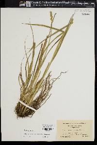 Carex laevivaginata image