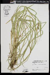 Carex laevivaginata image