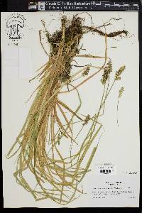 Carex laevivaginata image