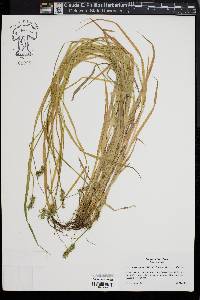 Carex laevivaginata image