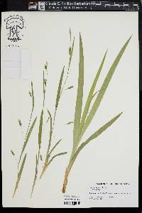 Carex laxiculmis image