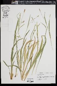 Carex laxiculmis image