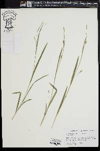 Carex laxiculmis image