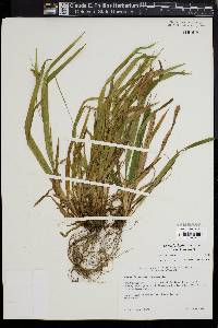 Carex laxiculmis image