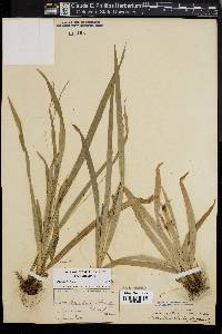 Carex laxiculmis image