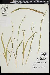 Carex laxiculmis image