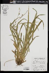 Carex laxiculmis image