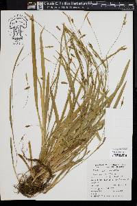 Carex laxiculmis image