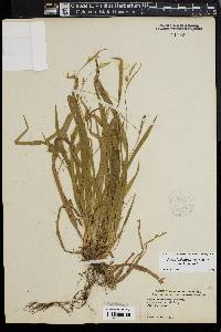 Carex laxiculmis image