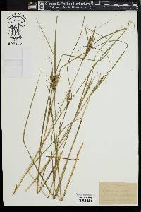 Carex laxiculmis image