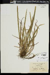 Carex laxiculmis image