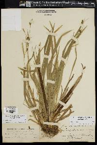 Carex laxiculmis image