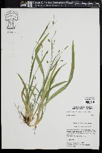 Carex laxiculmis image