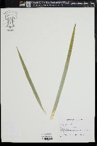 Carex laxiculmis image