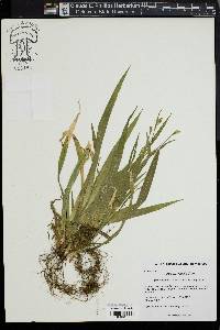 Carex platyphylla image