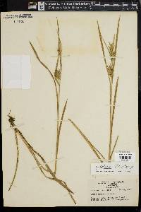 Carex lonchocarpa image