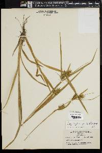 Carex lonchocarpa image