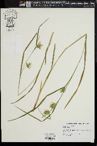 Carex lonchocarpa image