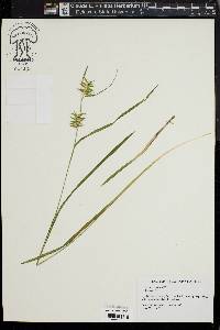 Carex lonchocarpa image