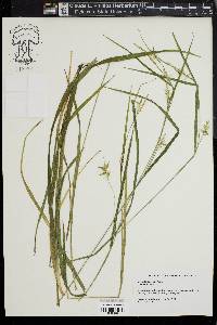 Carex lonchocarpa image