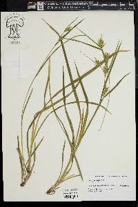 Carex lonchocarpa image