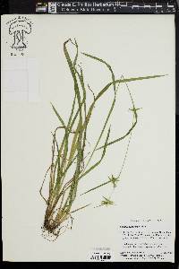 Carex lonchocarpa image