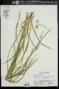 Carex lonchocarpa image