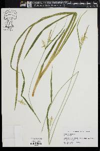 Carex lonchocarpa image