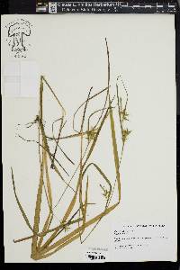 Carex lonchocarpa image