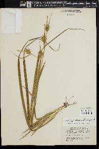 Carex lonchocarpa image