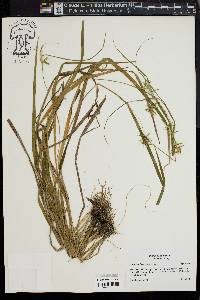 Carex lonchocarpa image