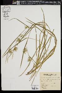 Carex lonchocarpa image