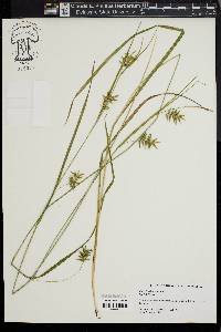 Carex lonchocarpa image