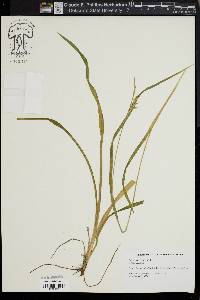 Carex lonchocarpa image