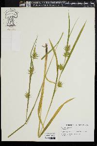Carex lonchocarpa image