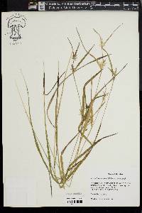 Carex lonchocarpa image