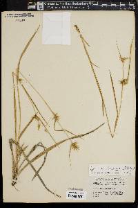 Carex lonchocarpa image