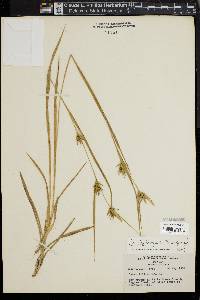 Carex lonchocarpa image