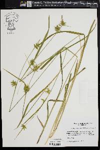 Carex lonchocarpa image