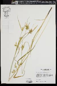 Carex lonchocarpa image