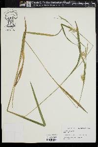 Carex lonchocarpa image