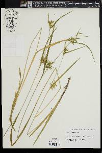 Carex lonchocarpa image