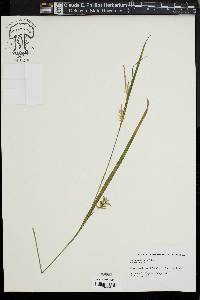 Carex lonchocarpa image